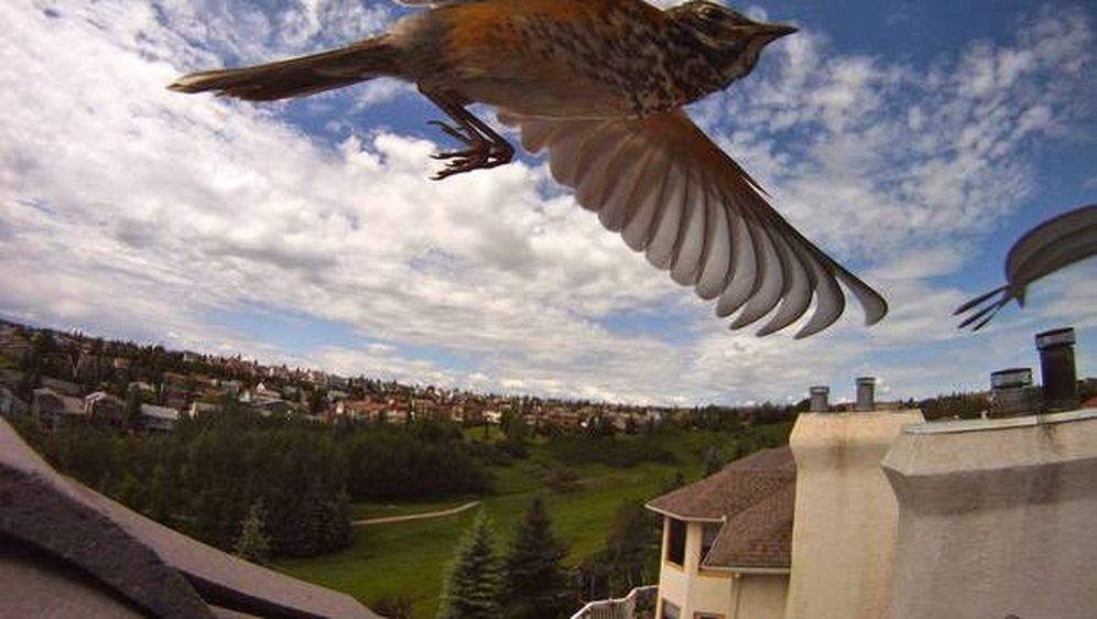 GoPro kamera omogućuje vam da vidite svijet životinjskim očima