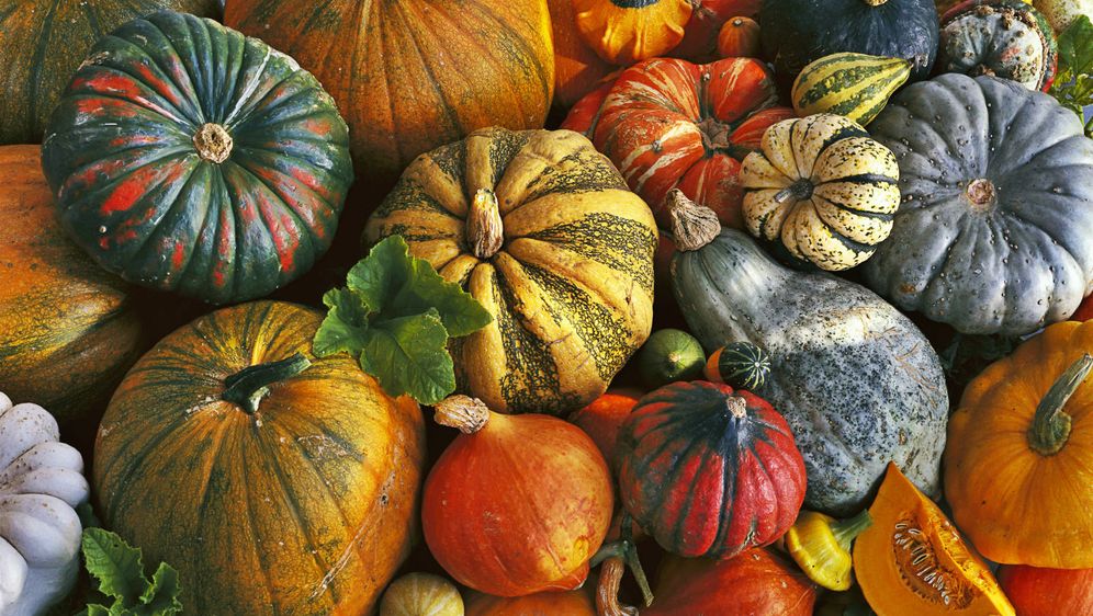 Bundeva, buča, tikva - 8