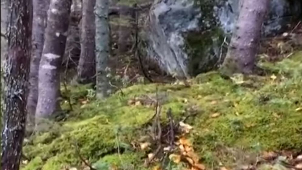 Šuma (Foto: Screenshot/YouTube)
