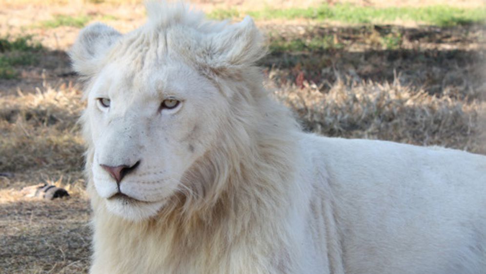Afrički bijeli lav (Foto: Getty Images) - 4