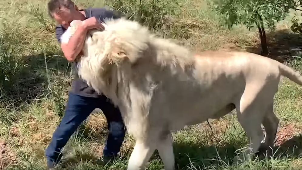 Lavovi i ljudi (Foto: Screenshot/YouTube)