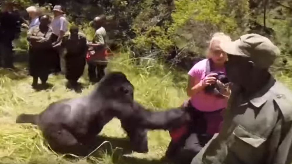 Gorila (Foto: Screenshot/YouTube)