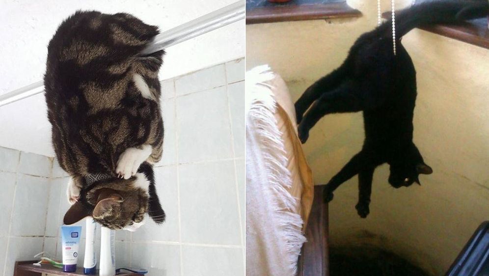 Potratile život (Foto: sadanduseless.com)