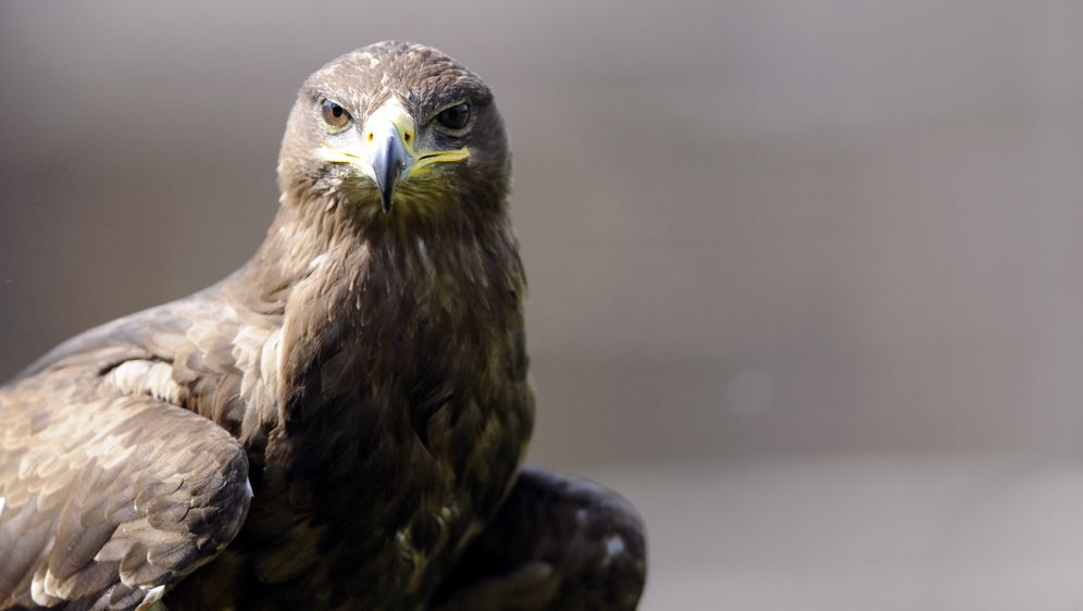 Stepski orao (Foto: AFP)