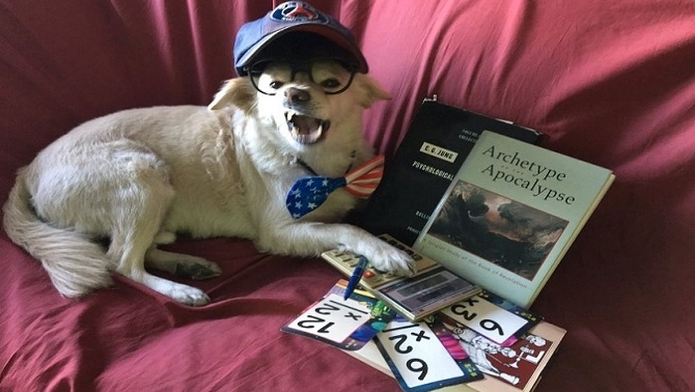  Preslatko trollanje: Ljudi masovno šalju fakultetima fotke svojih pasa i pitaju mogu li se i oni upisati na studij
