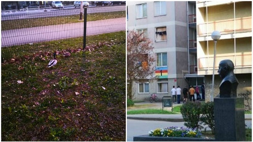   Novi stanari zagrebačkog studentskog doma? Pogledajte koje su životinjice 'zalutale' u paviljon na Savi
