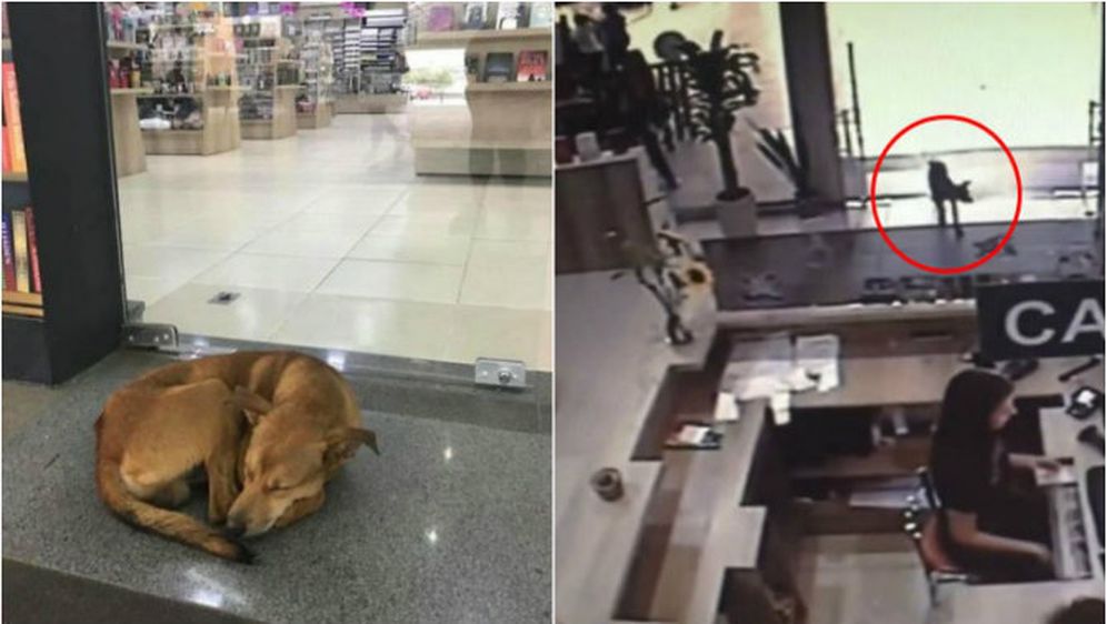 Osvojio srca studenata: Pogledajte kako pas lutalica krade knjigu iz knjižnice fakulteta VIDEO