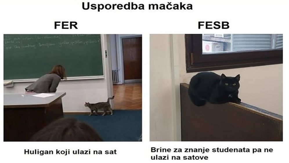   Imaju i oni ljubimca na faksu: Studenti FESB-a pokazali svog mačka i poručili zašto je bolji od Ivice s FER-a