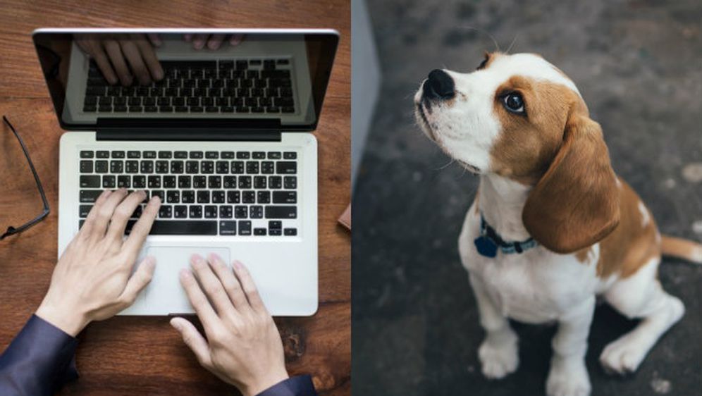 Najslađi 'ups' ikad: Mladić u prijavi za posao umjesto životopisa poslao fotku svog psa