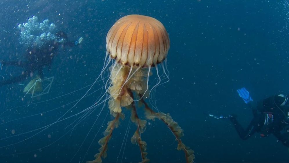 Divovska meduza u akvatoriju Trogira - 3