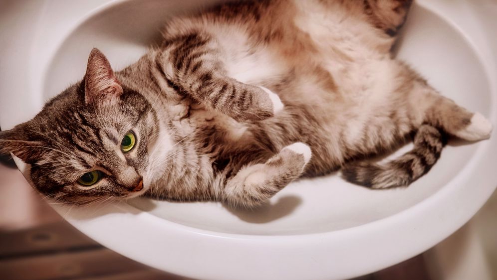 Maca leži u umivaoniku