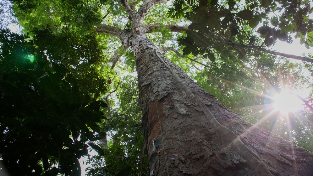Amazonsko drvo