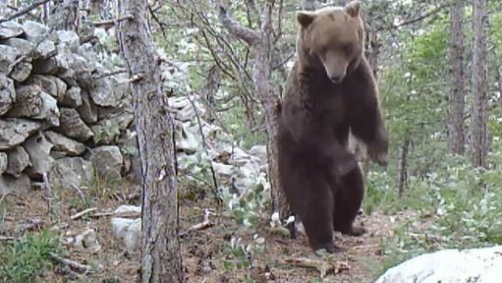 Medvjed u NP-u Sjeverni Velebit
