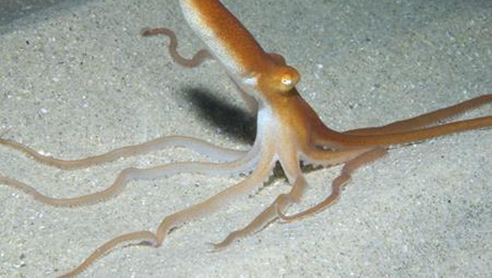Hobotnica kaurna