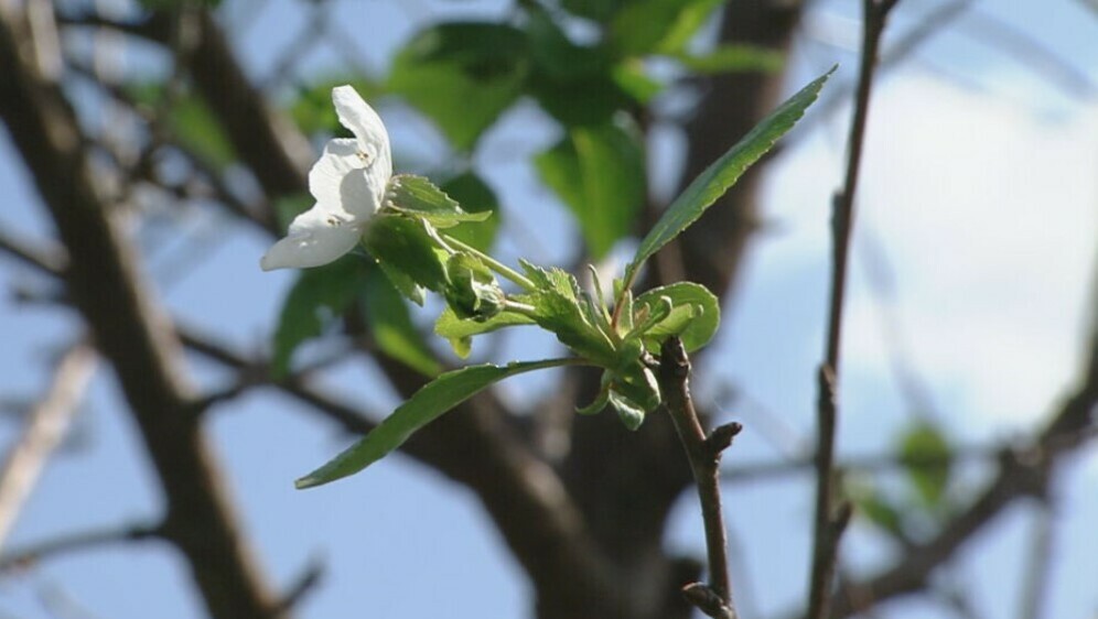 Utjecaj klimatskih promjena na prirodu - 2