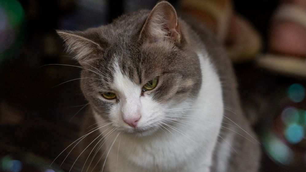 Mace s oznakom na uhu žive i u zagrebačkom Cat Caffeu