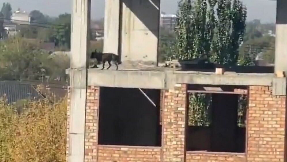 Pas na zgradi