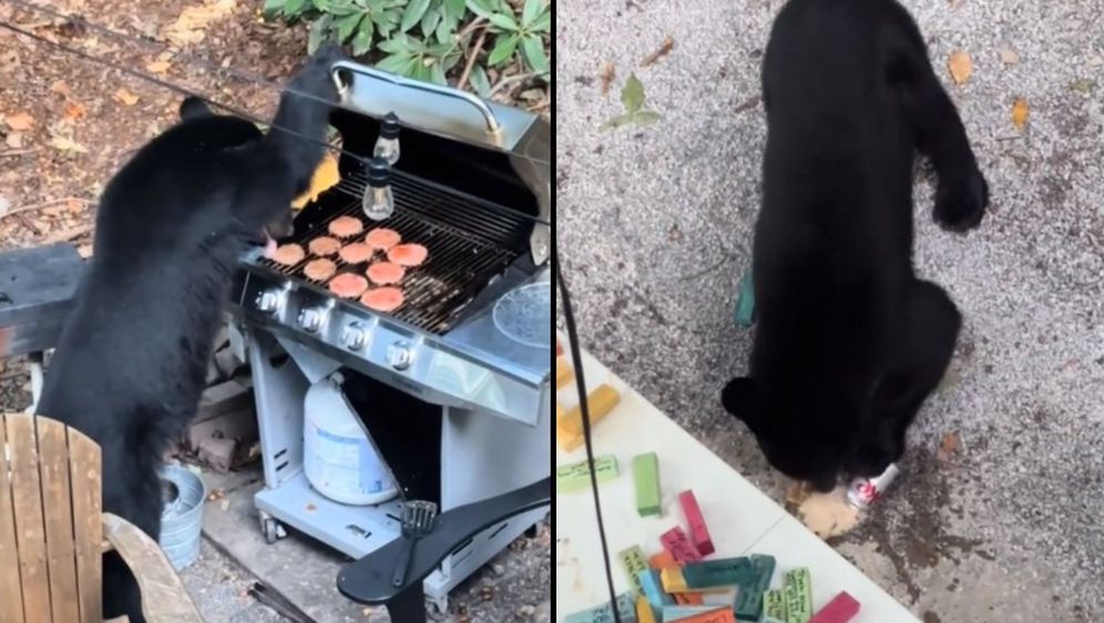 Medvjed je upao na roštilj nepozvan