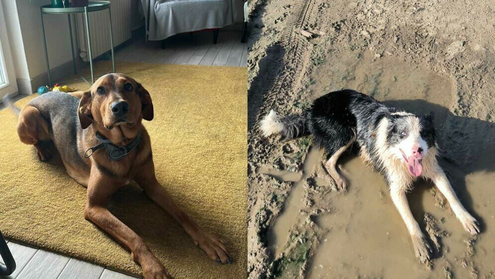 Psi koji su stradali u šetnji s vlasnicom - 7