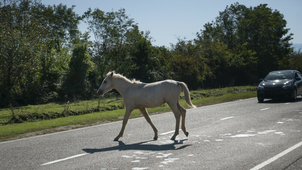 Konj, ilustracija