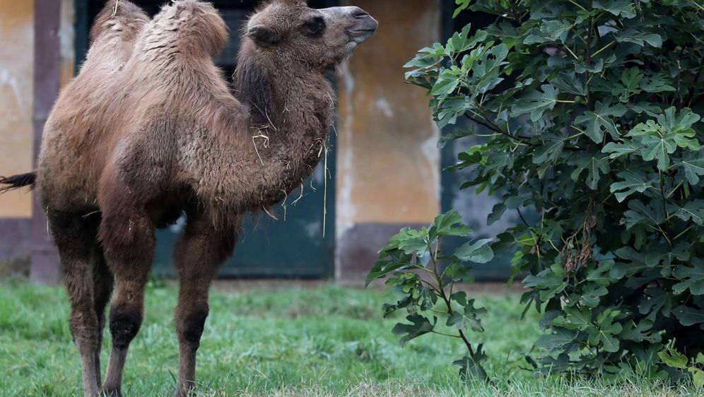 Mlada dvogrba deva Zsofia nova je stanovnica zagrebačkog zoološkog vrta