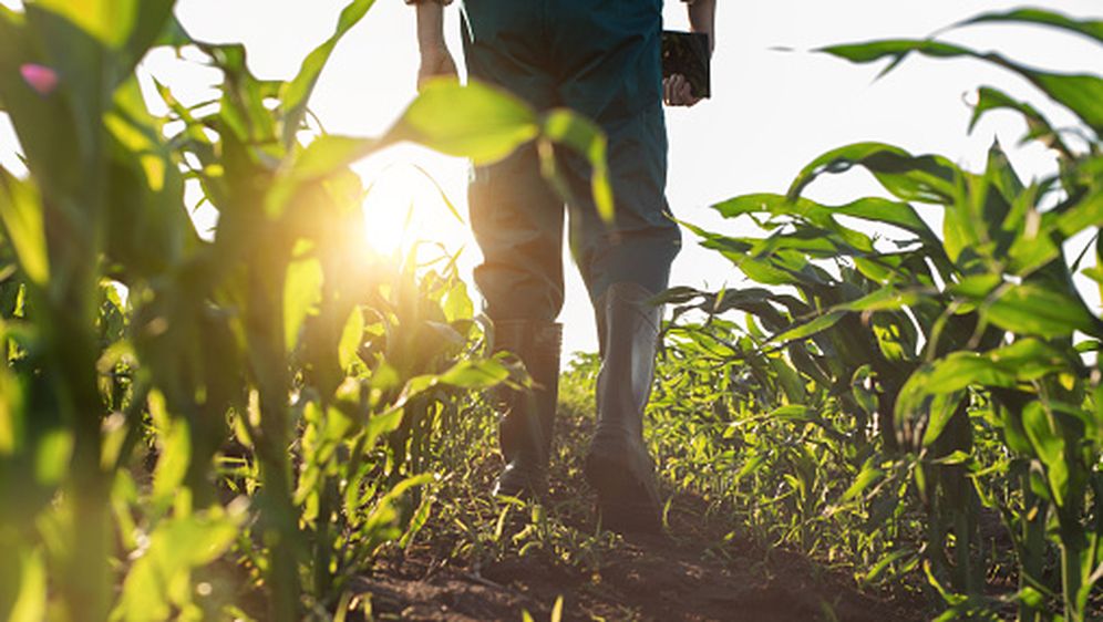 Polje kukuruza, ilustracija