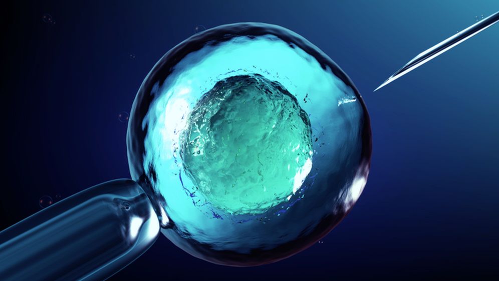 Oplodnja ljudskog jajašca, ilustracija