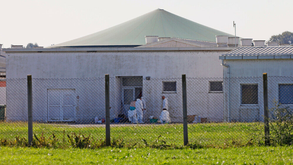 Eutanazija svinja zbog ASK