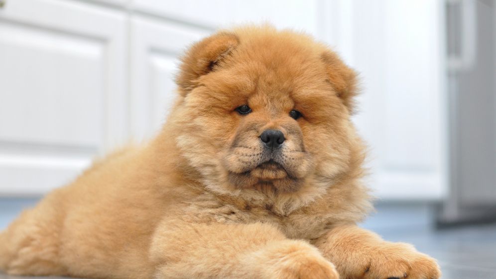 Štene pasmine čau-čau