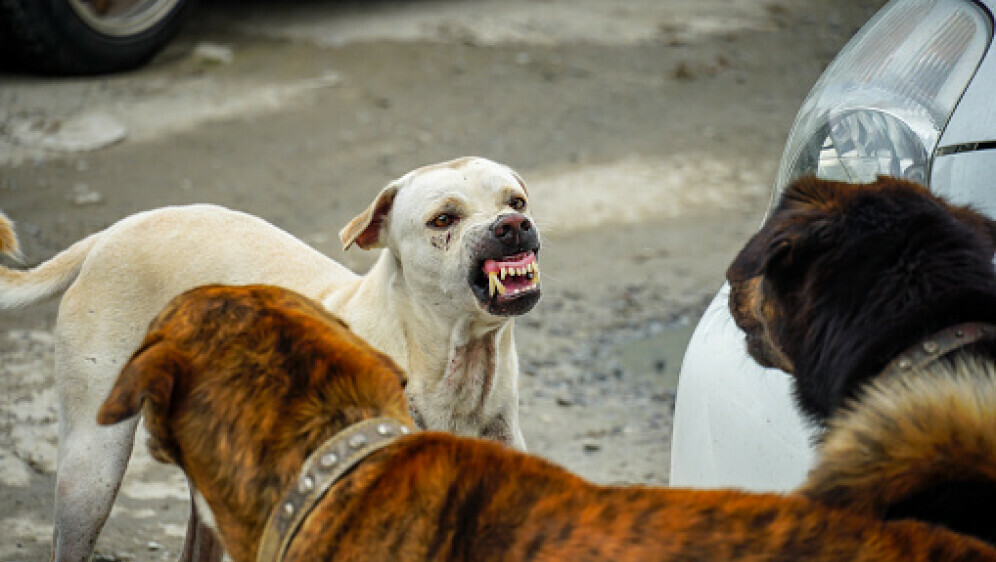 Psi lutalice, ilustracija