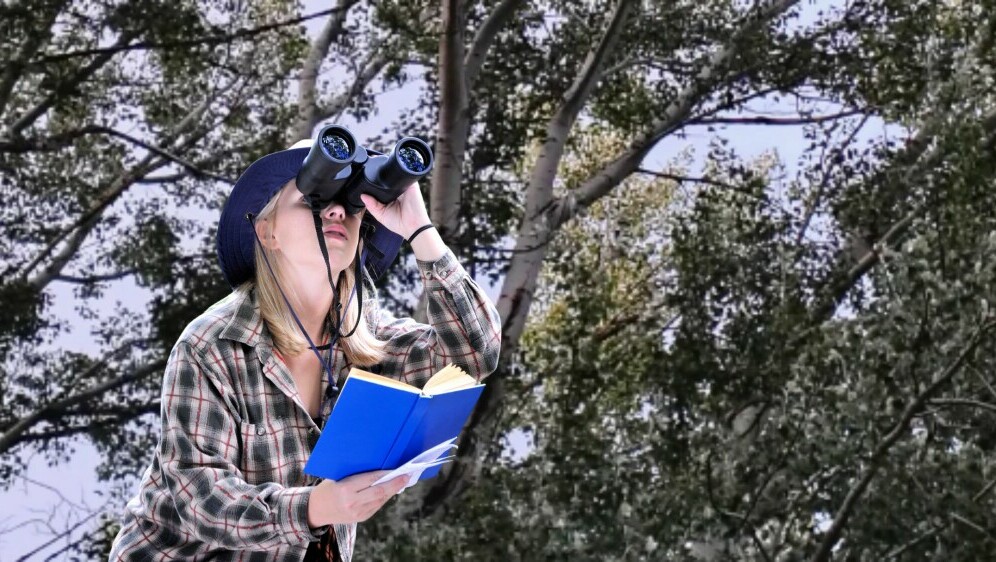 Sova skrivena u krošnji drveta