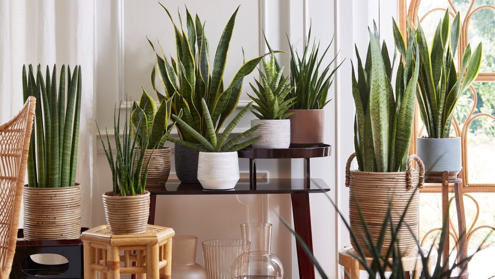 Sansevieria
