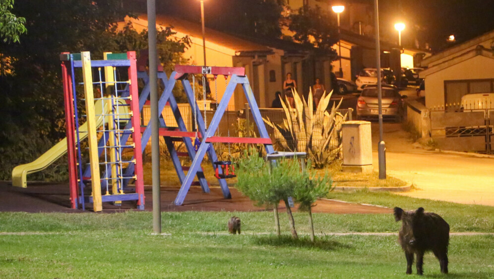 Divlja svinja, ilustracija