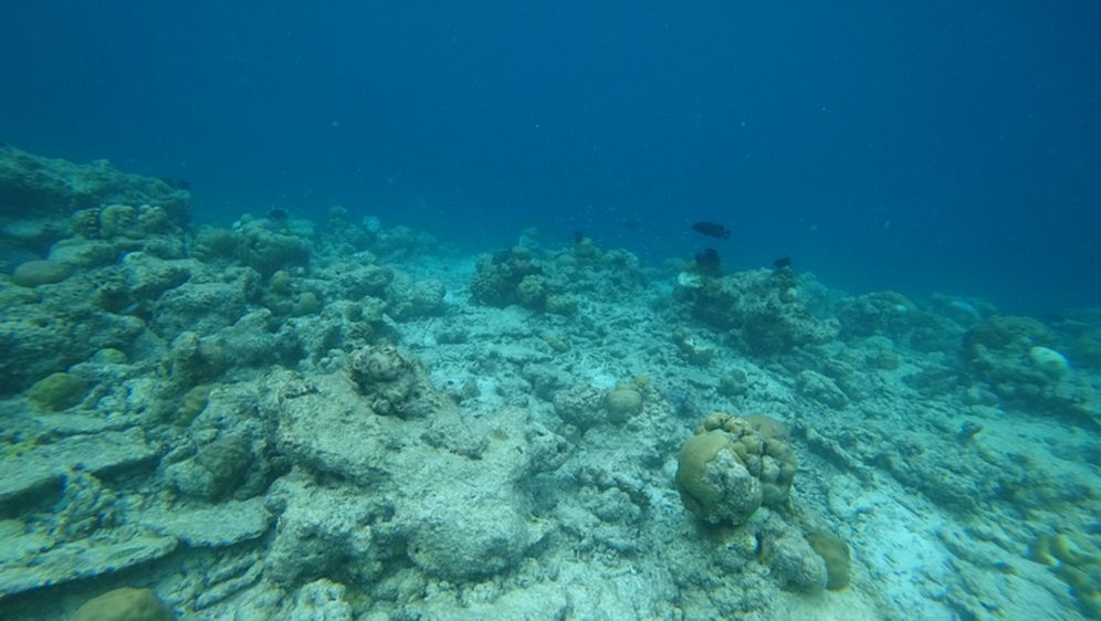 Koraljni greben opustošen klimatskim promjenama