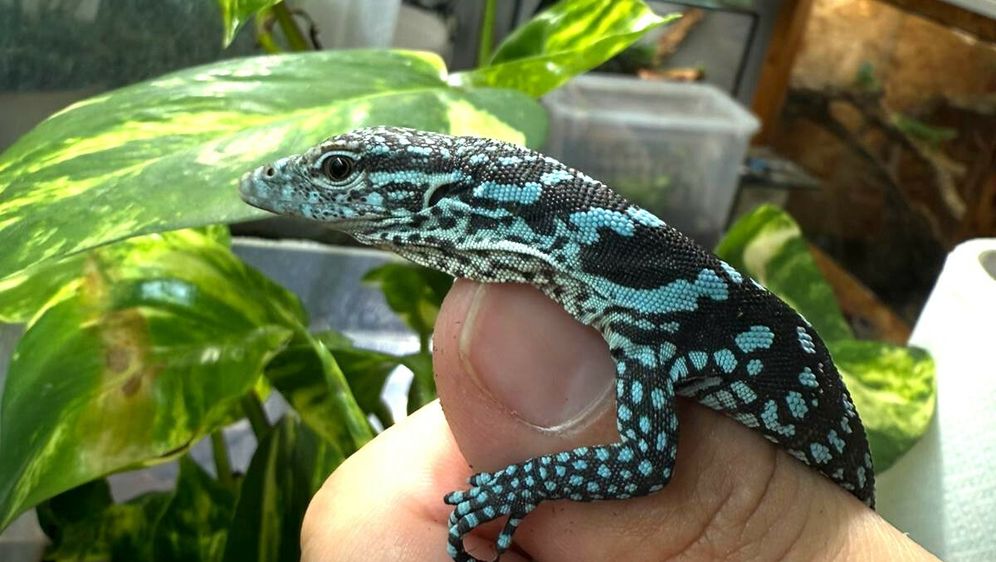 U zagrebačkom zoo vrtu na svijet došla dva plava varana - 6