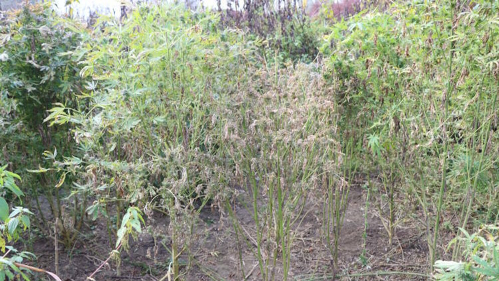 70-godišnjak uzgajao marihuanu - 2