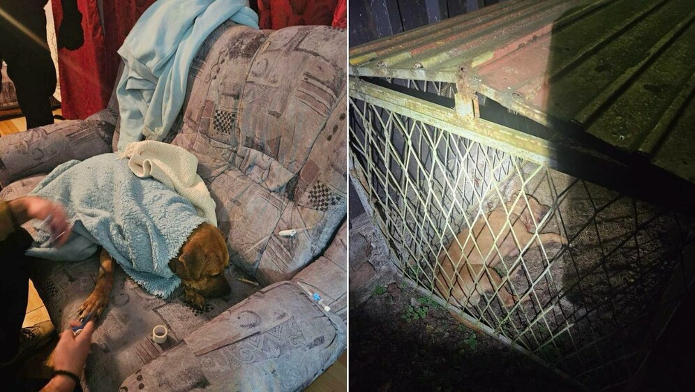 Psi za borbe u Derventi