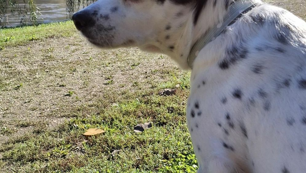 Bella je puno više od kućnog ljubimca