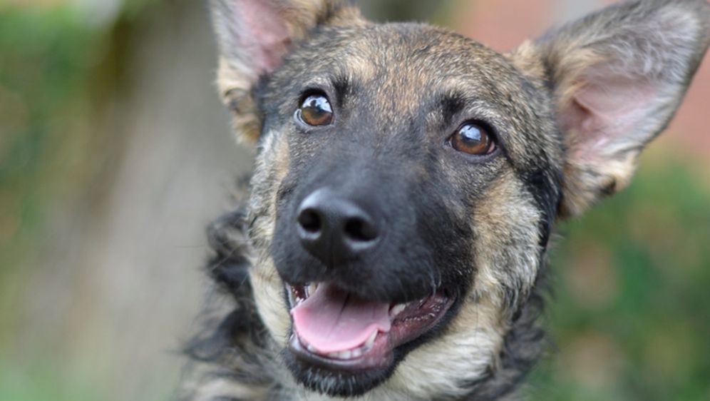 Nova akcija Udomljavanje je fora održat će se u subotu 25. listopada na Trgu bana Jelačića u Zagrebu - 1