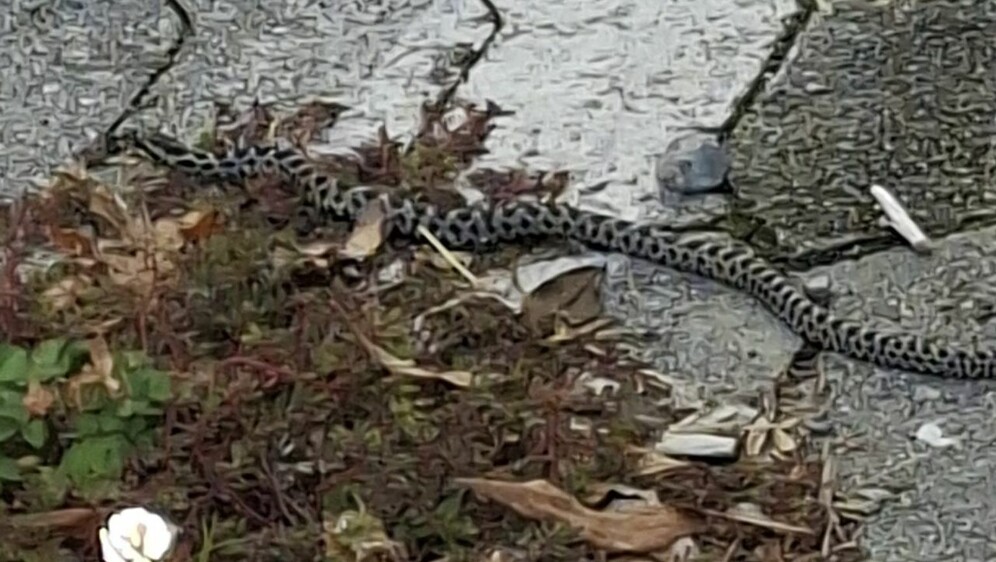 Četveroprugi kravosas