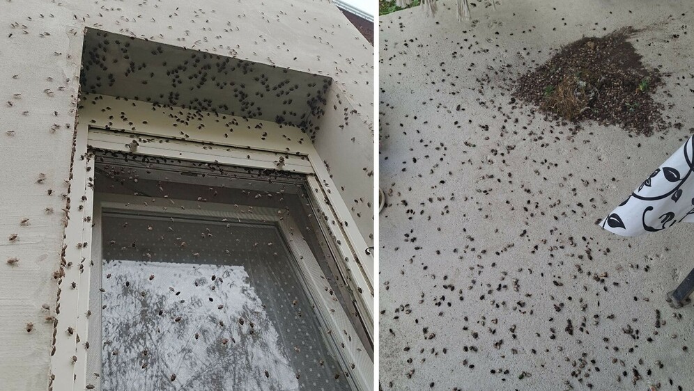 Najezda smrdljivih martina