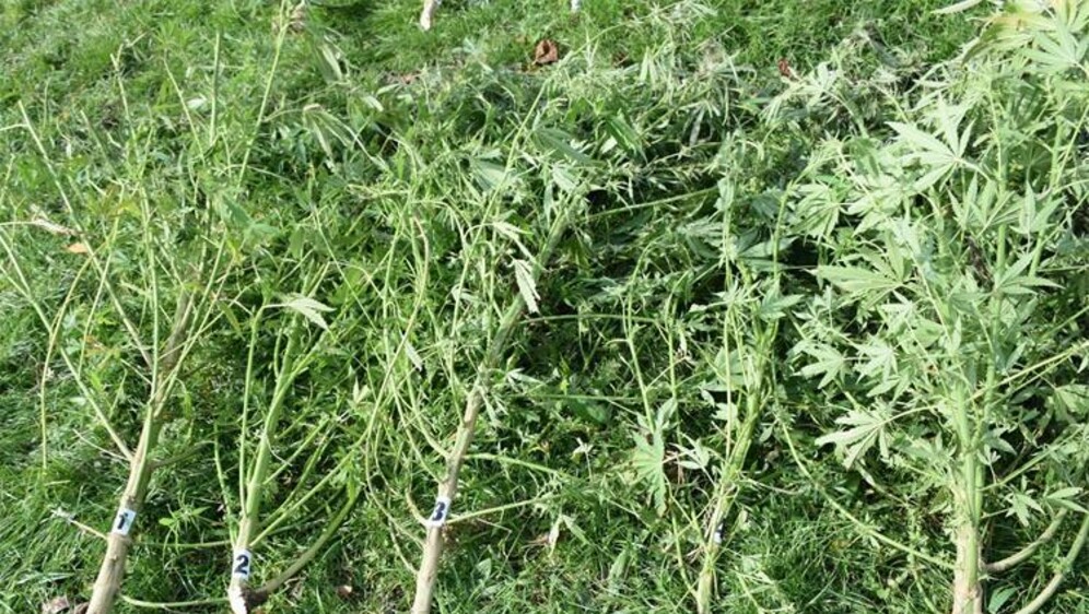 Plantaža marihuane kod Čazme - 6