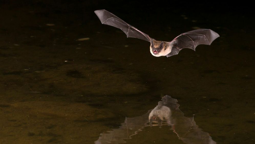 Šišmiš, ilustracija