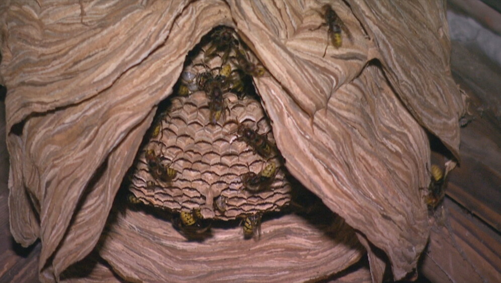 Trovanje zbog stršljena