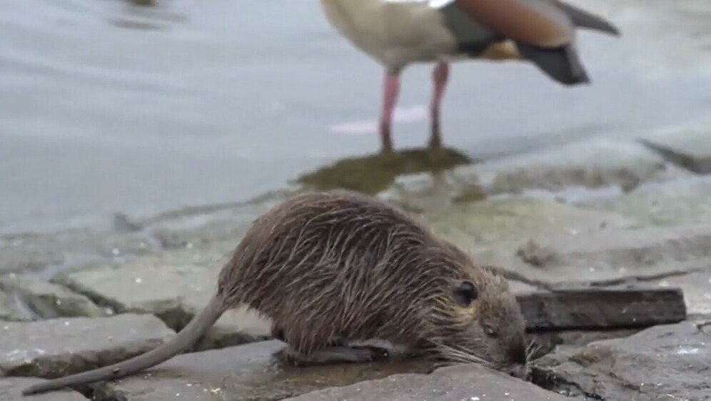 Opet problemi s glodavcima - 2