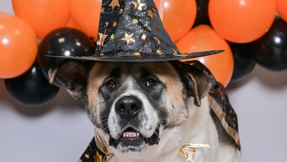 U Skloništu Dumovec u petak će se održati Čarobno večernje udomljavanje pasa i mačaka