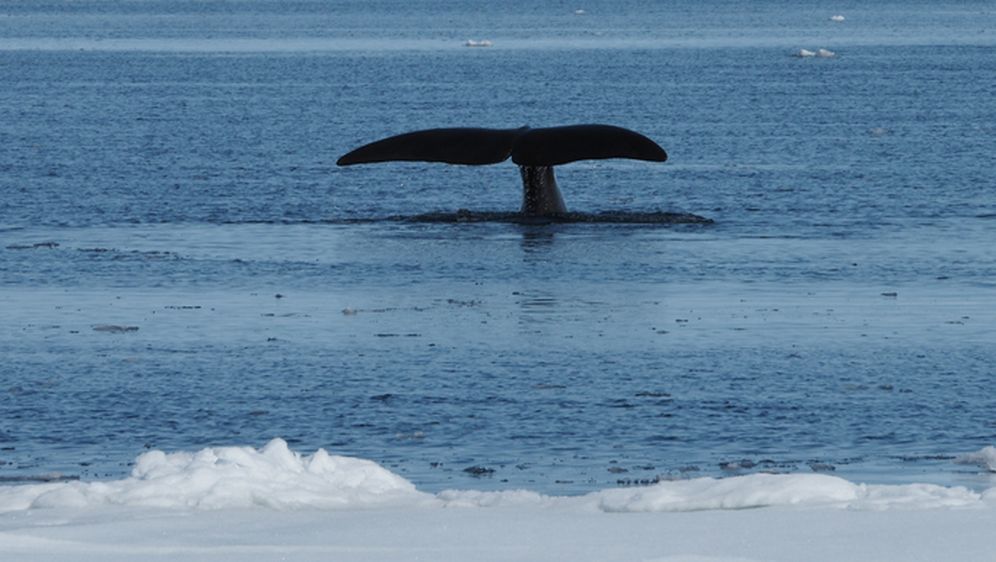 Grenlandski kit zaranja