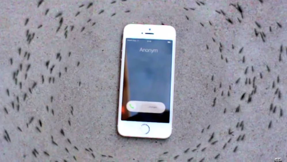 Mravlja posla: Evo zašto mravi misteriozno kruže oko ovog iPhonea