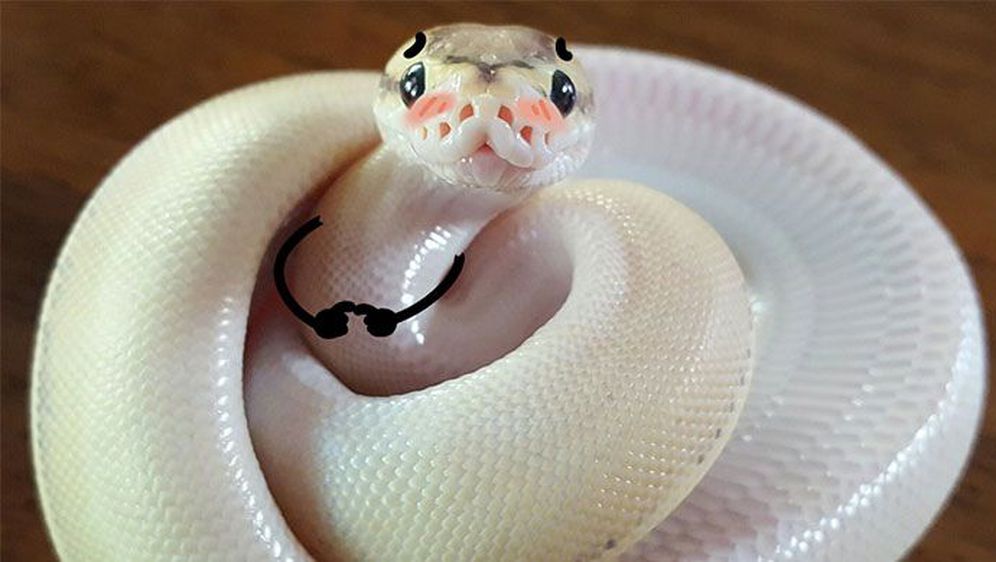 Smiješne zmije (Foto: boredpanda.com)