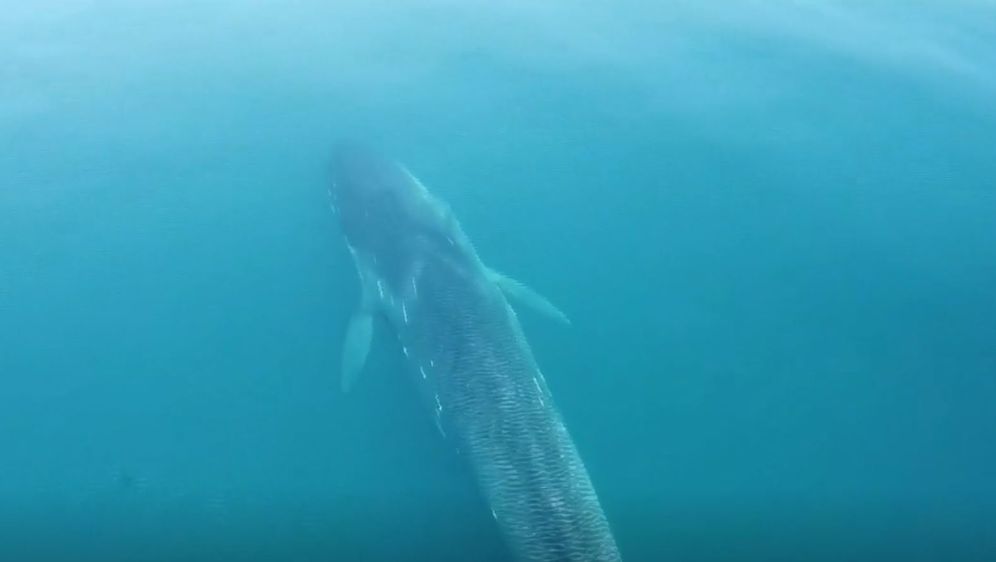 Istraživači dronom snimili velikog kita u Jadranu - 4